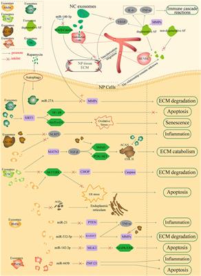 Exosomes Immunity Strategy: A Novel Approach for Ameliorating Intervertebral Disc Degeneration